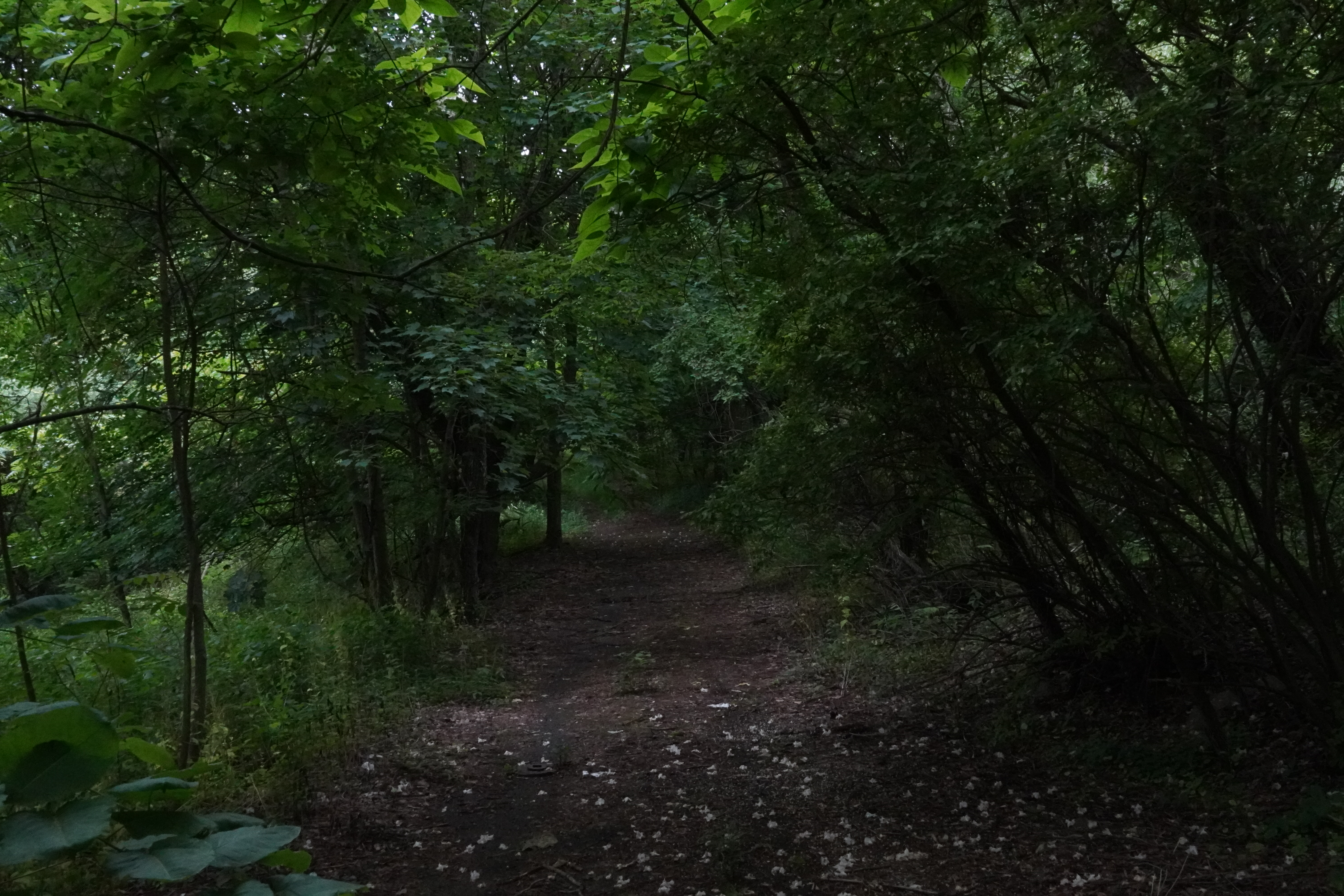 thick woods in Centralia.